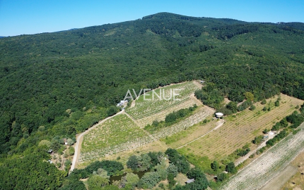 Výnimočný pozemok v srdci Malých Karpát | Modra | 2 845 m²